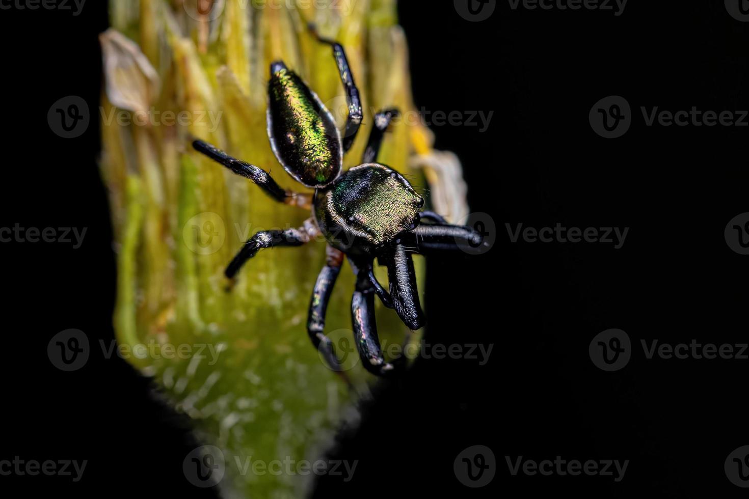 pequeña araña saltadora macho foto