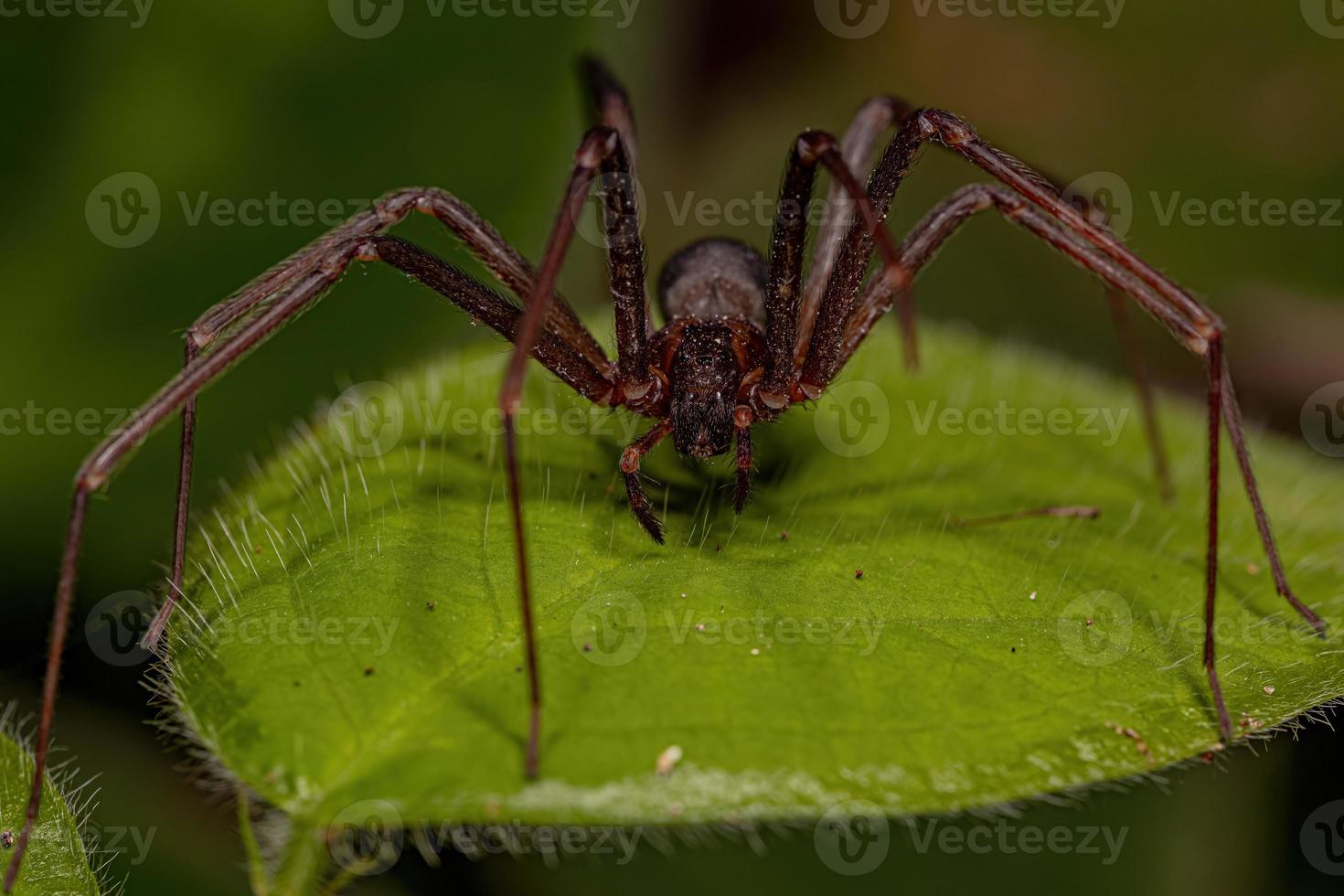 Adult Recluse Spider photo