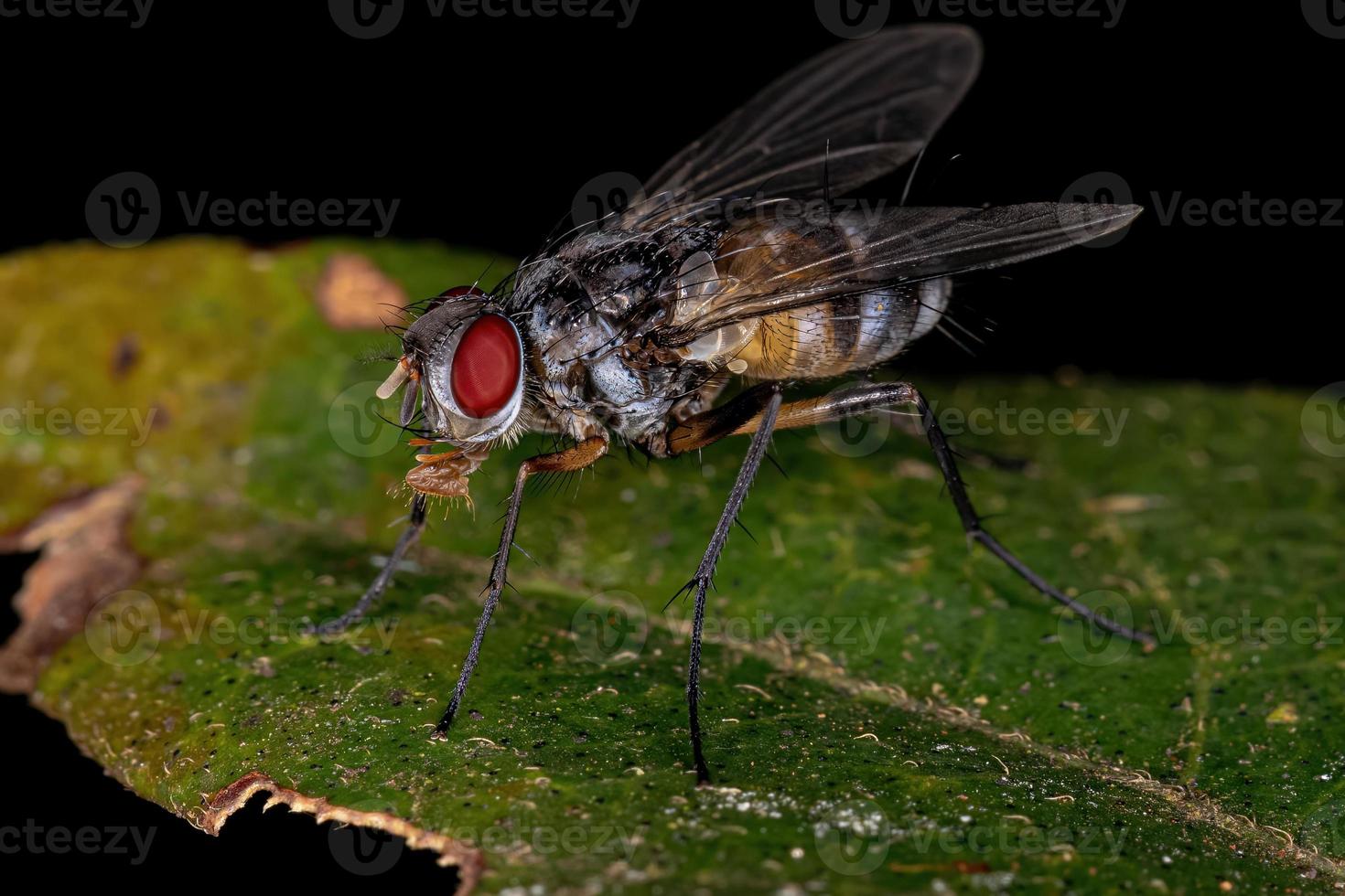 Adult Bristle Fly photo