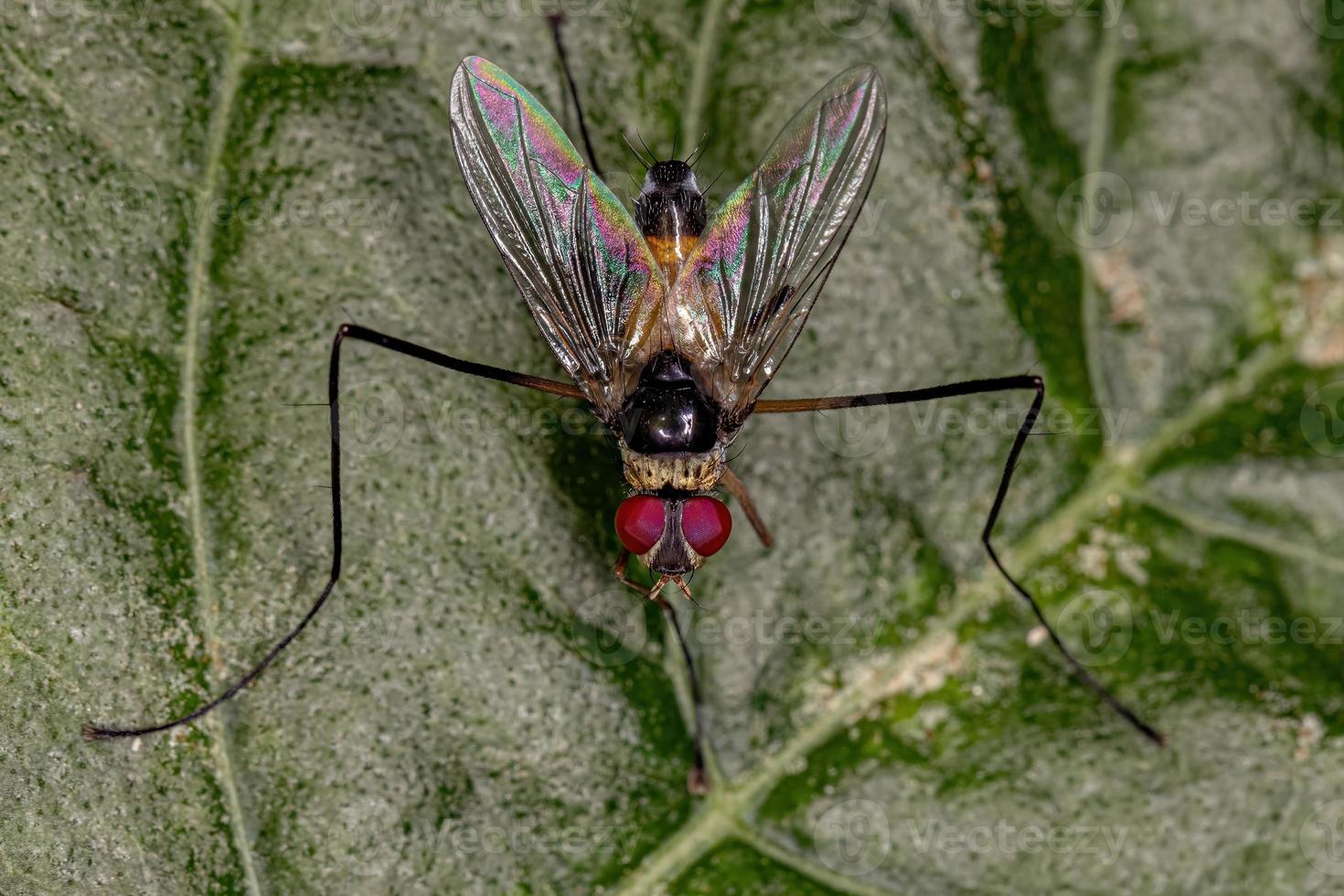 mosca de cerda adulta foto