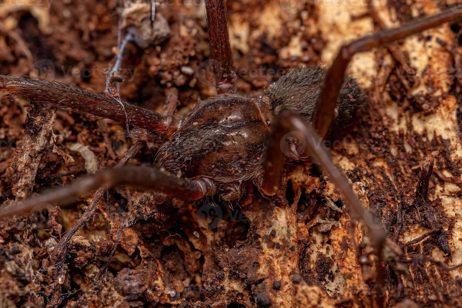 Adult Recluse Spider photo