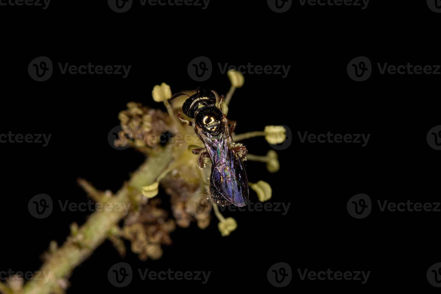 Adult Sweat Bee photo