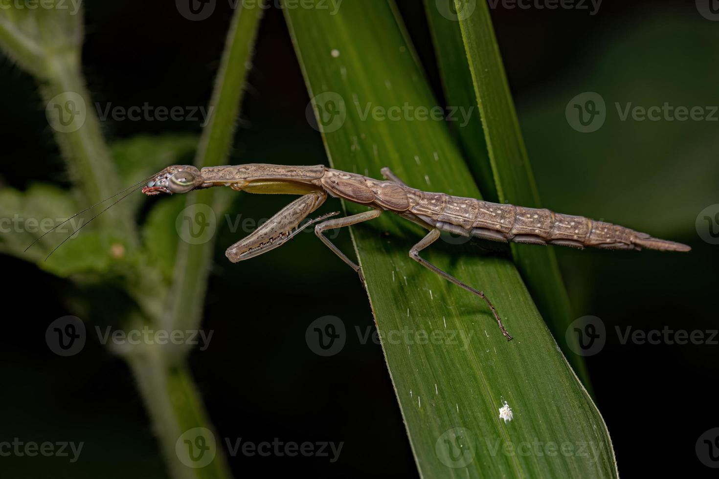 Photinaid Mantis Nymph photo