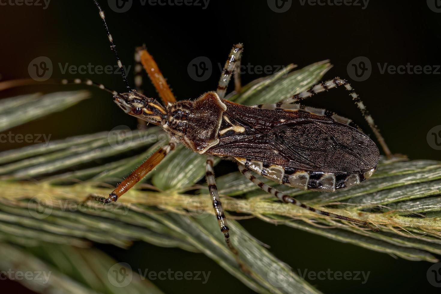 Adult Assassin Bug photo