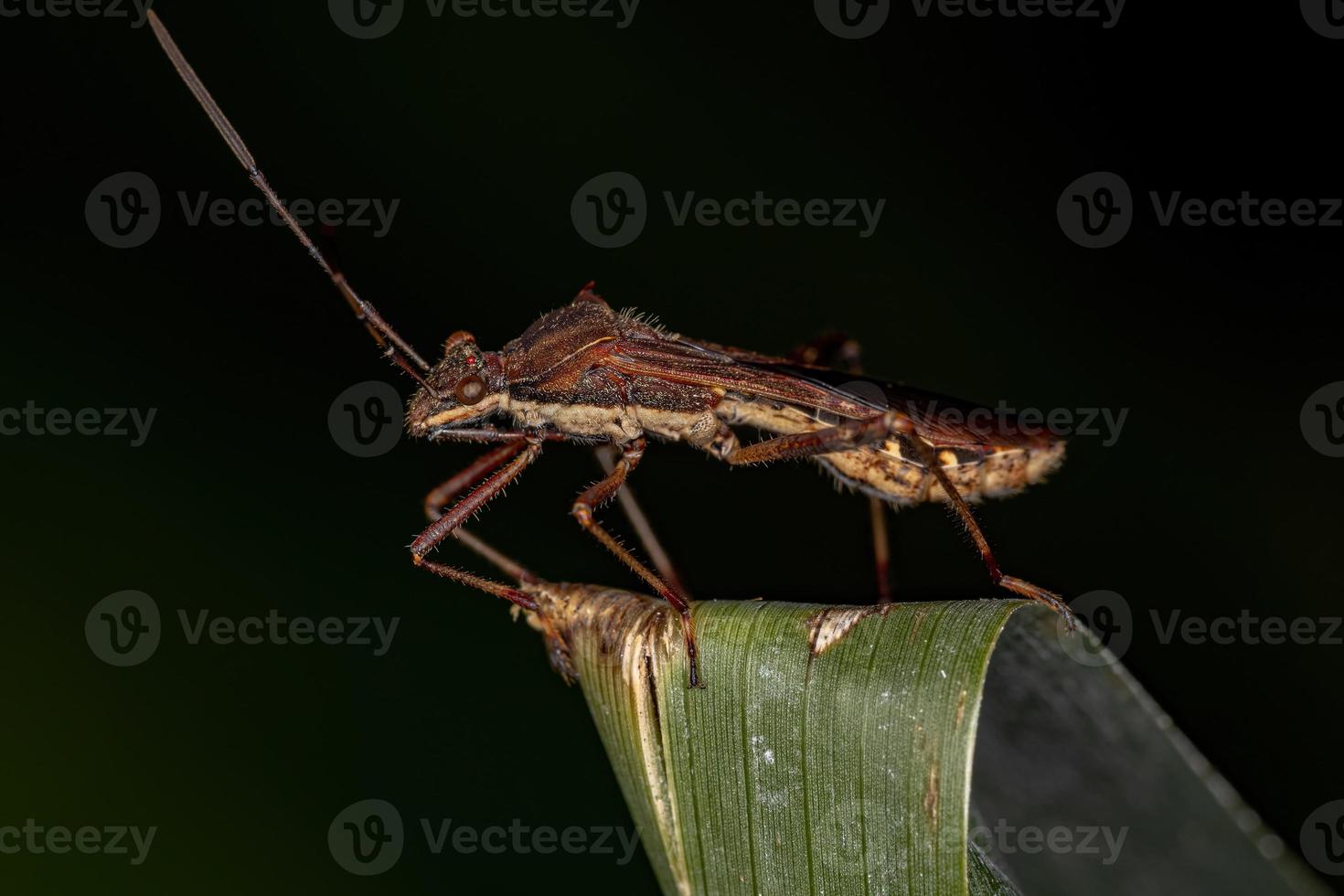 Adult Broad-headed Bug photo