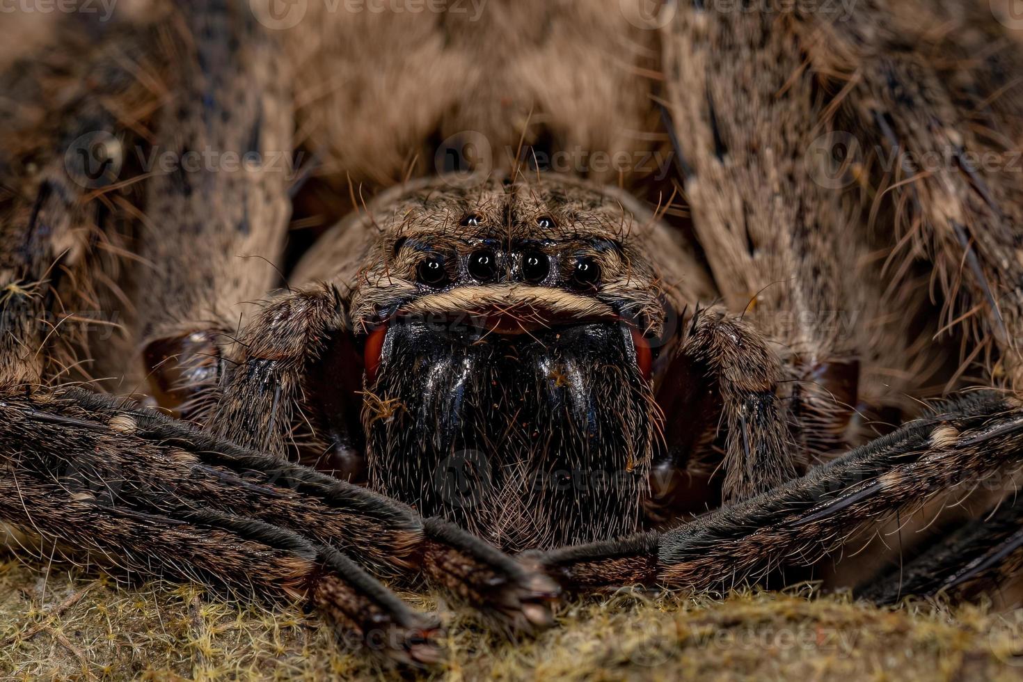 araña cazadora adulta foto