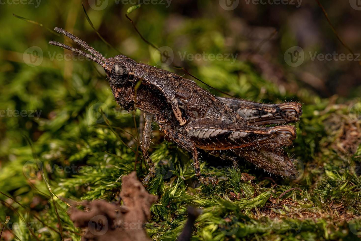 ninfa de saltamontes de cuernos cortos foto