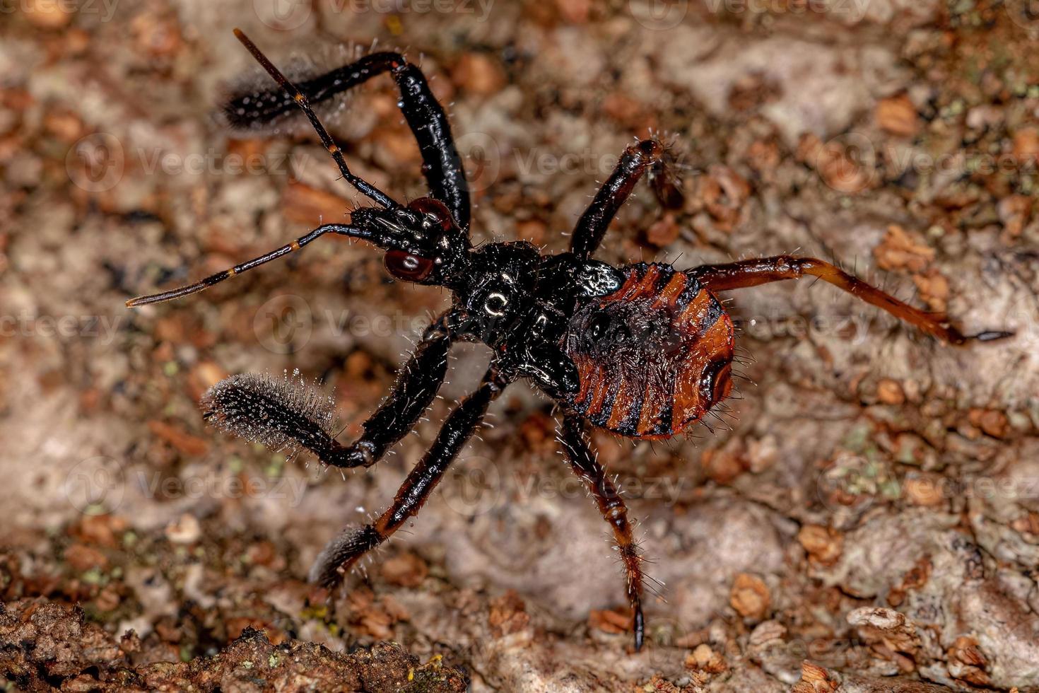 Bee Assassin Bug Nymph photo