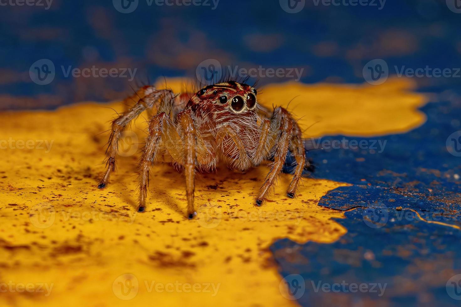 araña saltadora hembra adulta foto