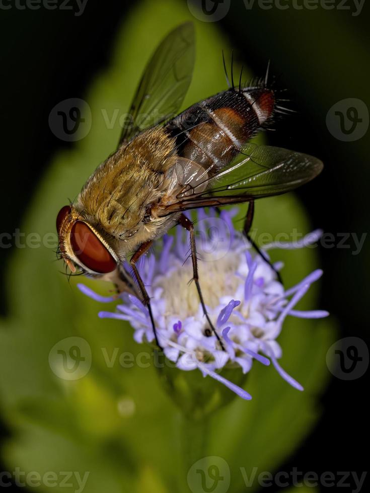 Adult Bristle Fly photo