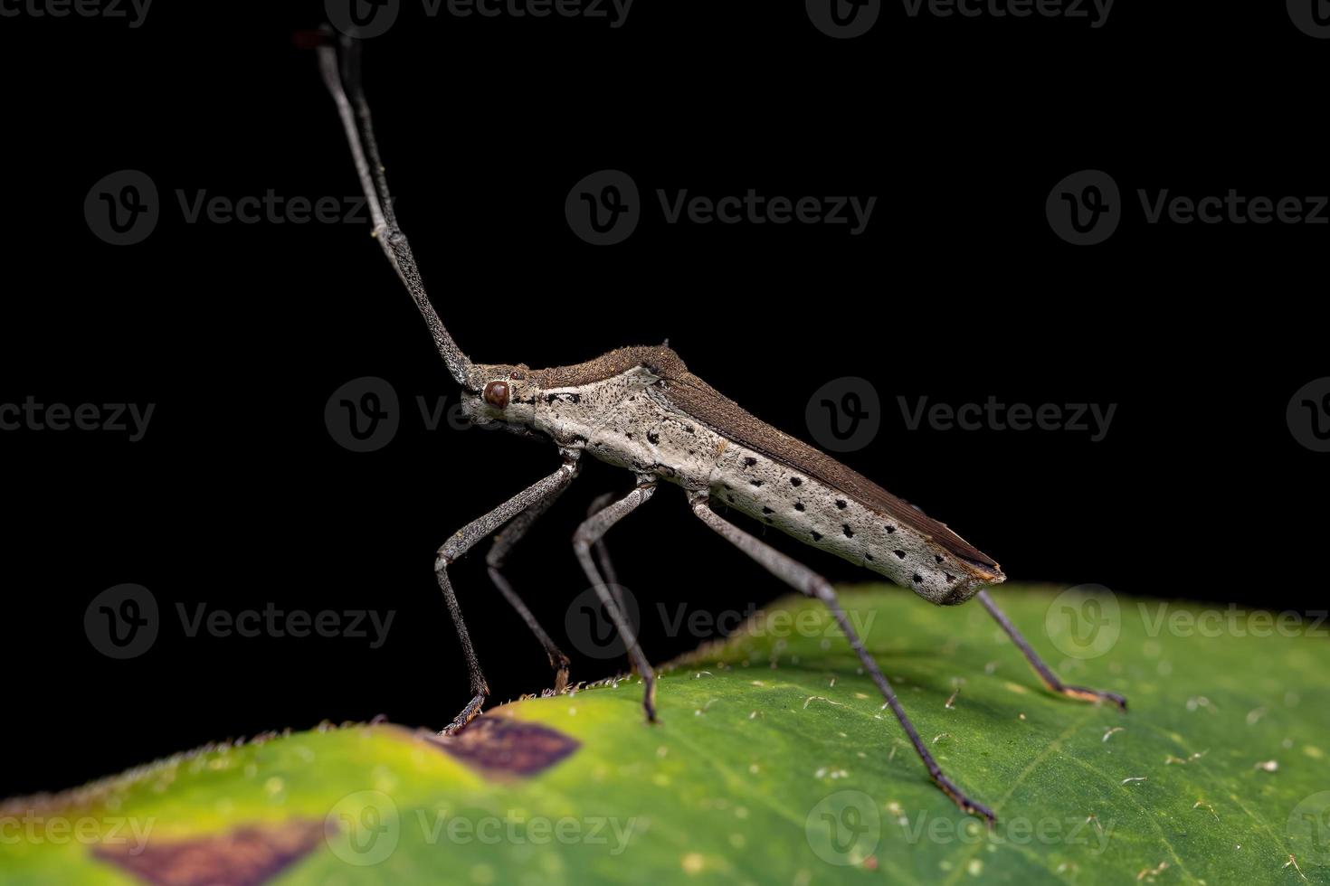 Adult Leaf-footed Bug photo