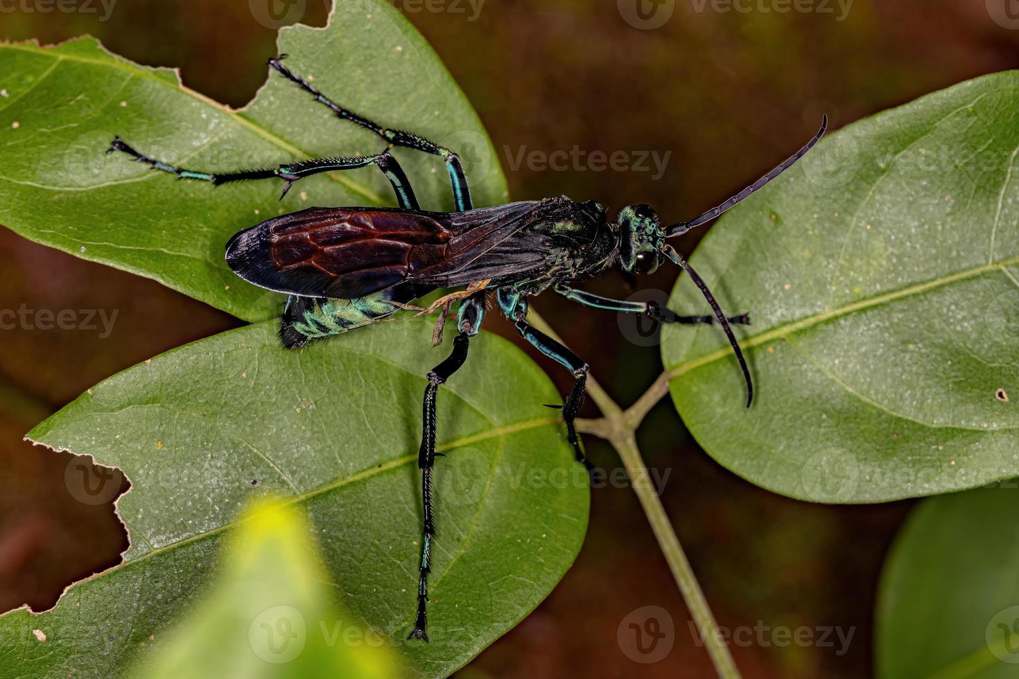 Adult Tarantula-hawk Wasp photo