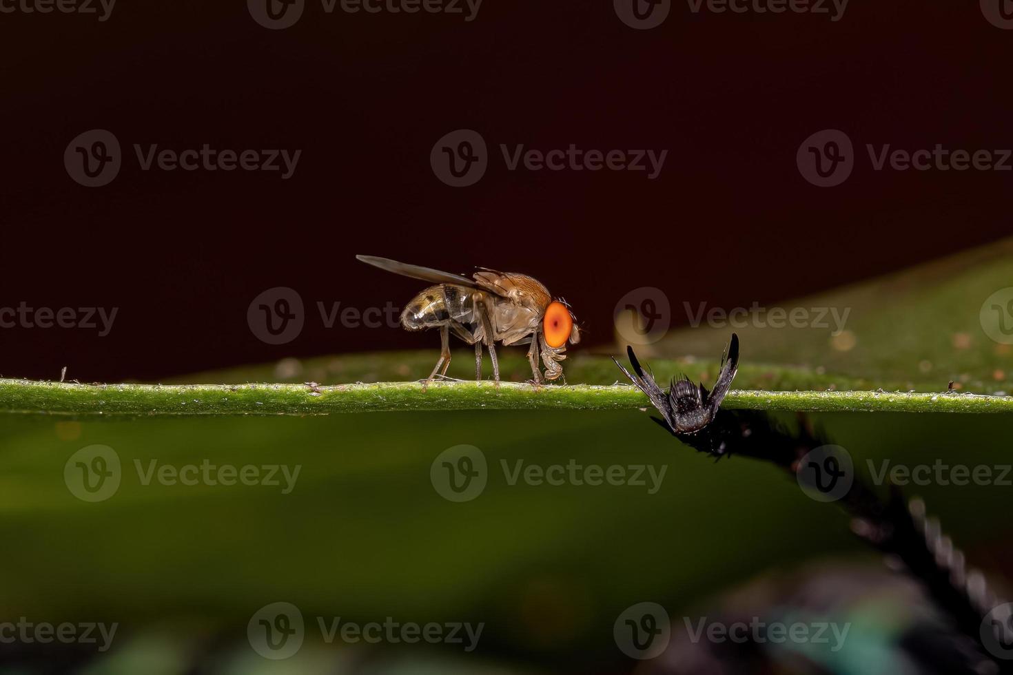 Adult Small Fruit Fly photo