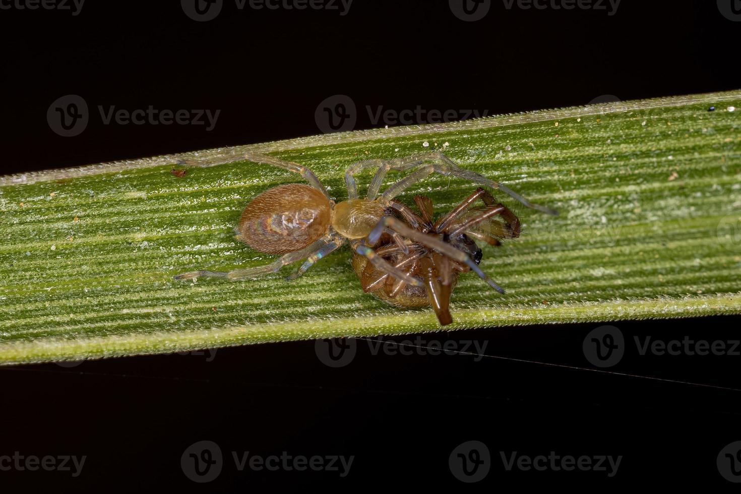 pequeña araña entelegyne foto