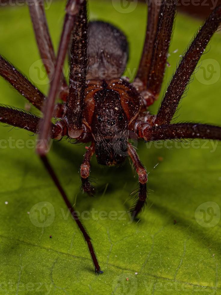 Adult Recluse Spider photo