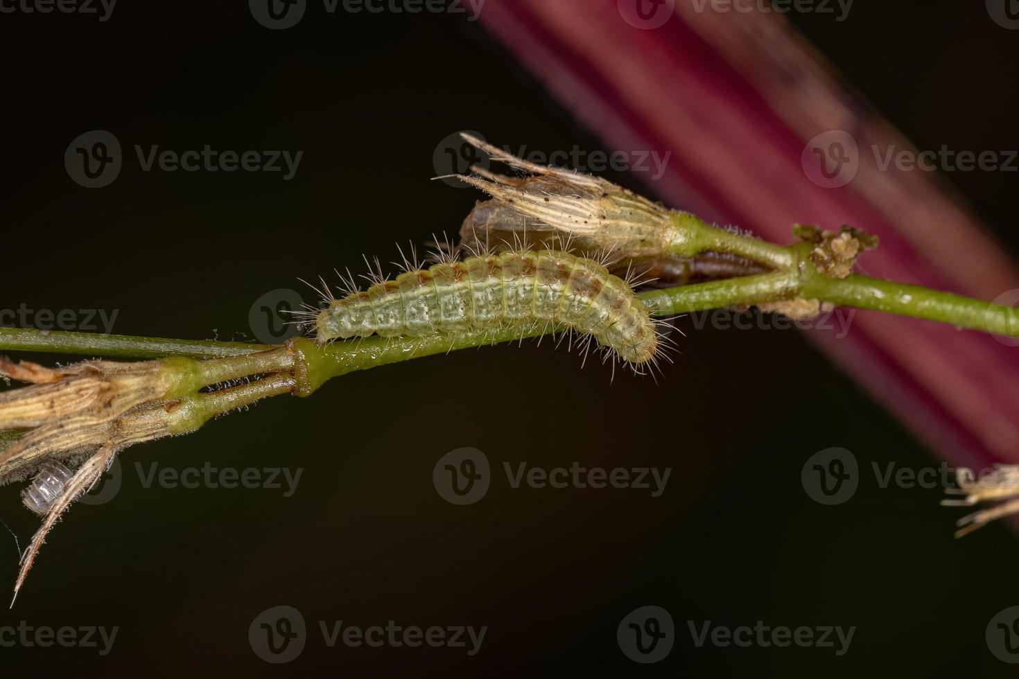 pequeña larva de polilla foto