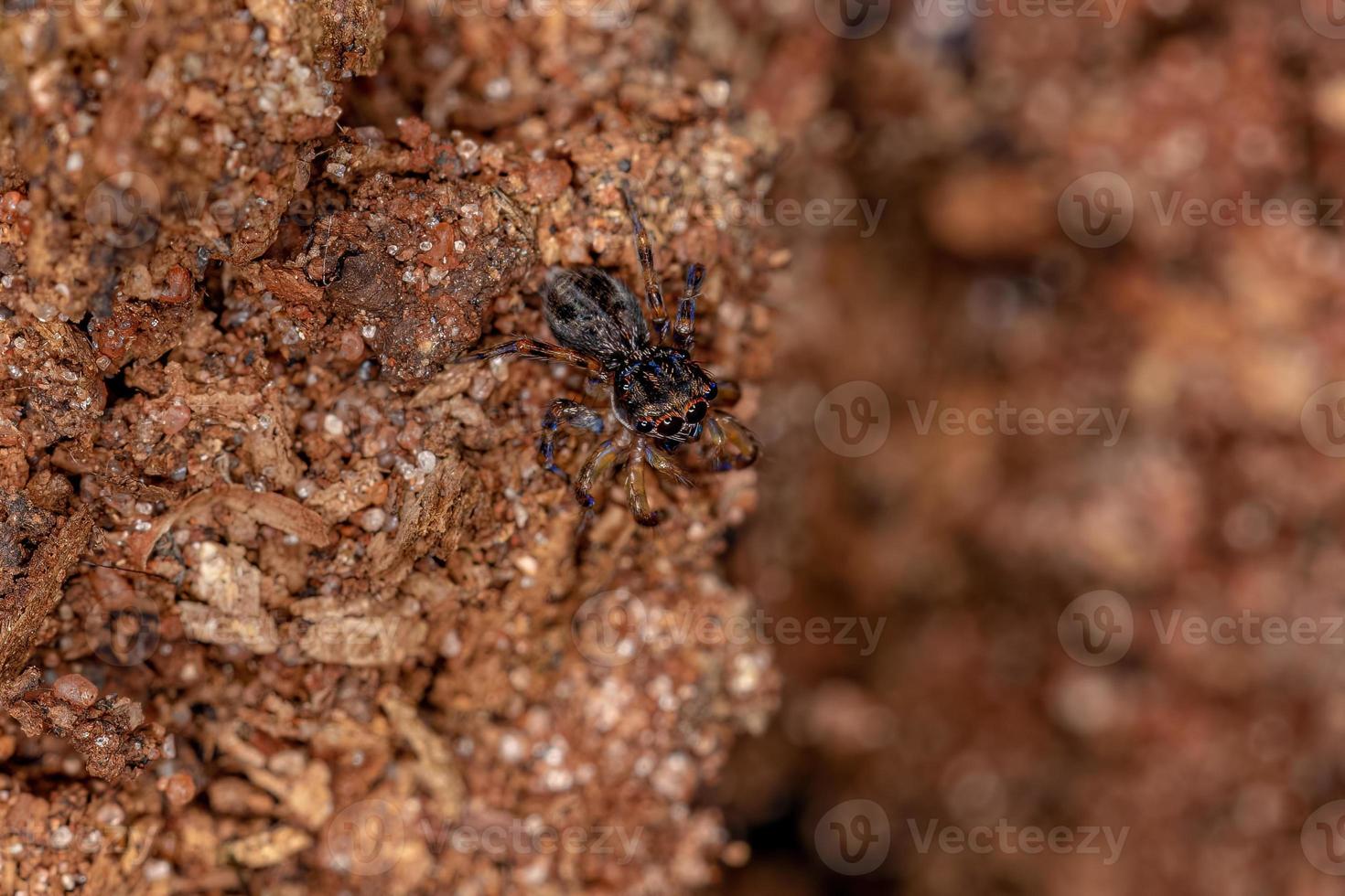 pequeña araña saltadora foto