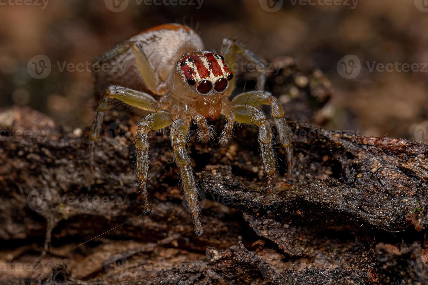 Adult Female Jumping Spider photo