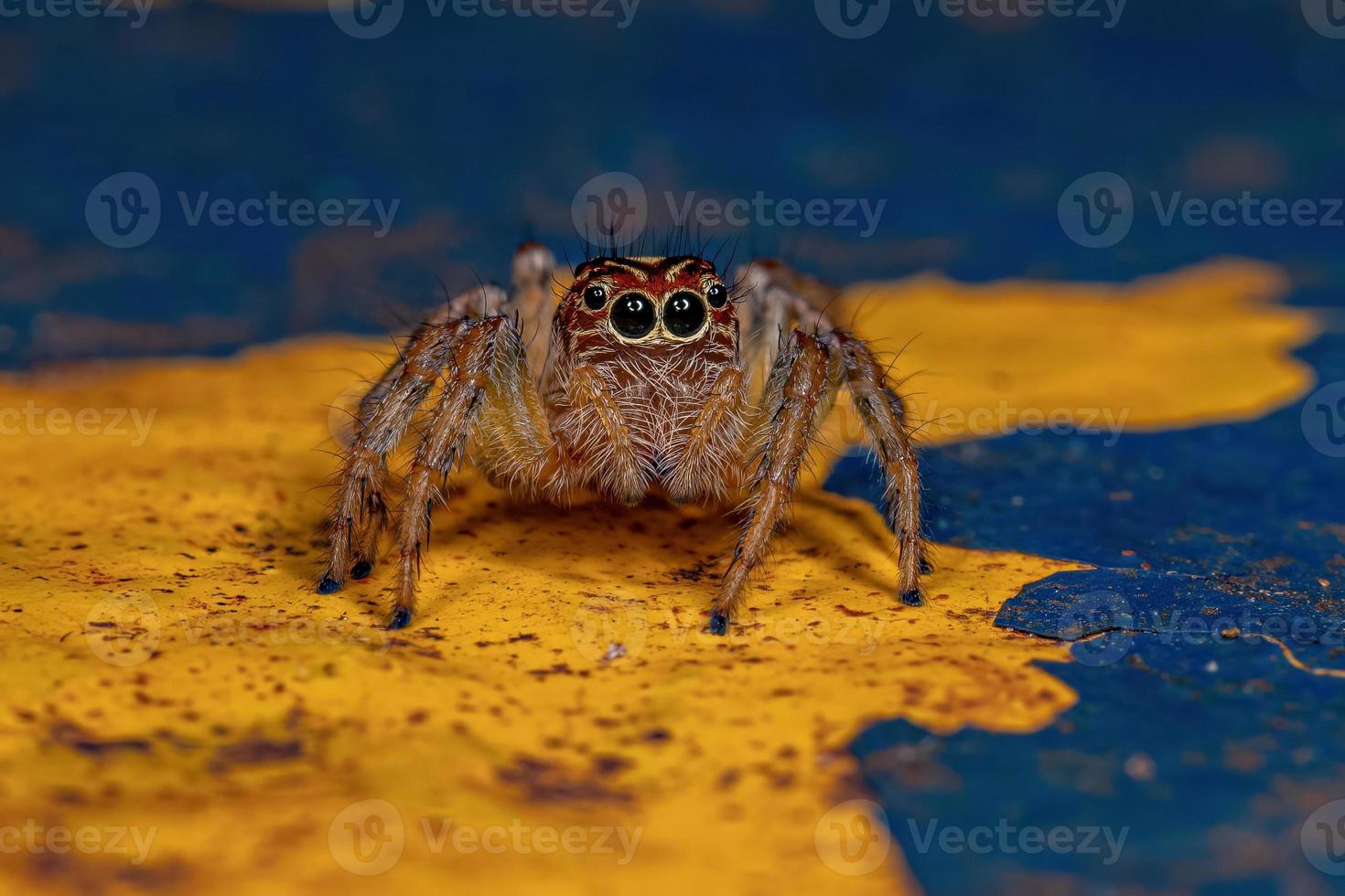 Adult Female Jumping Spider photo