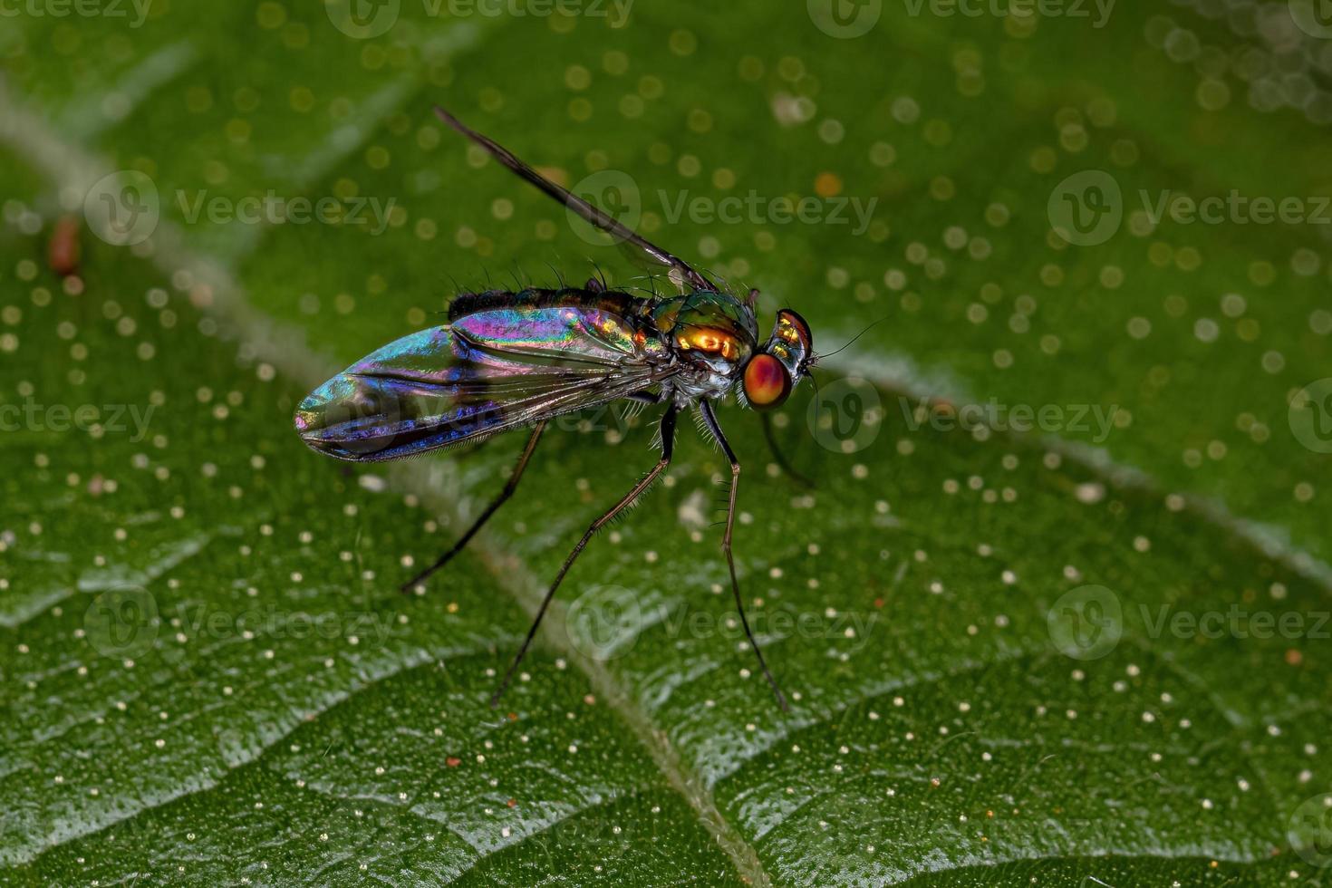 mosca de patas largas adulta foto