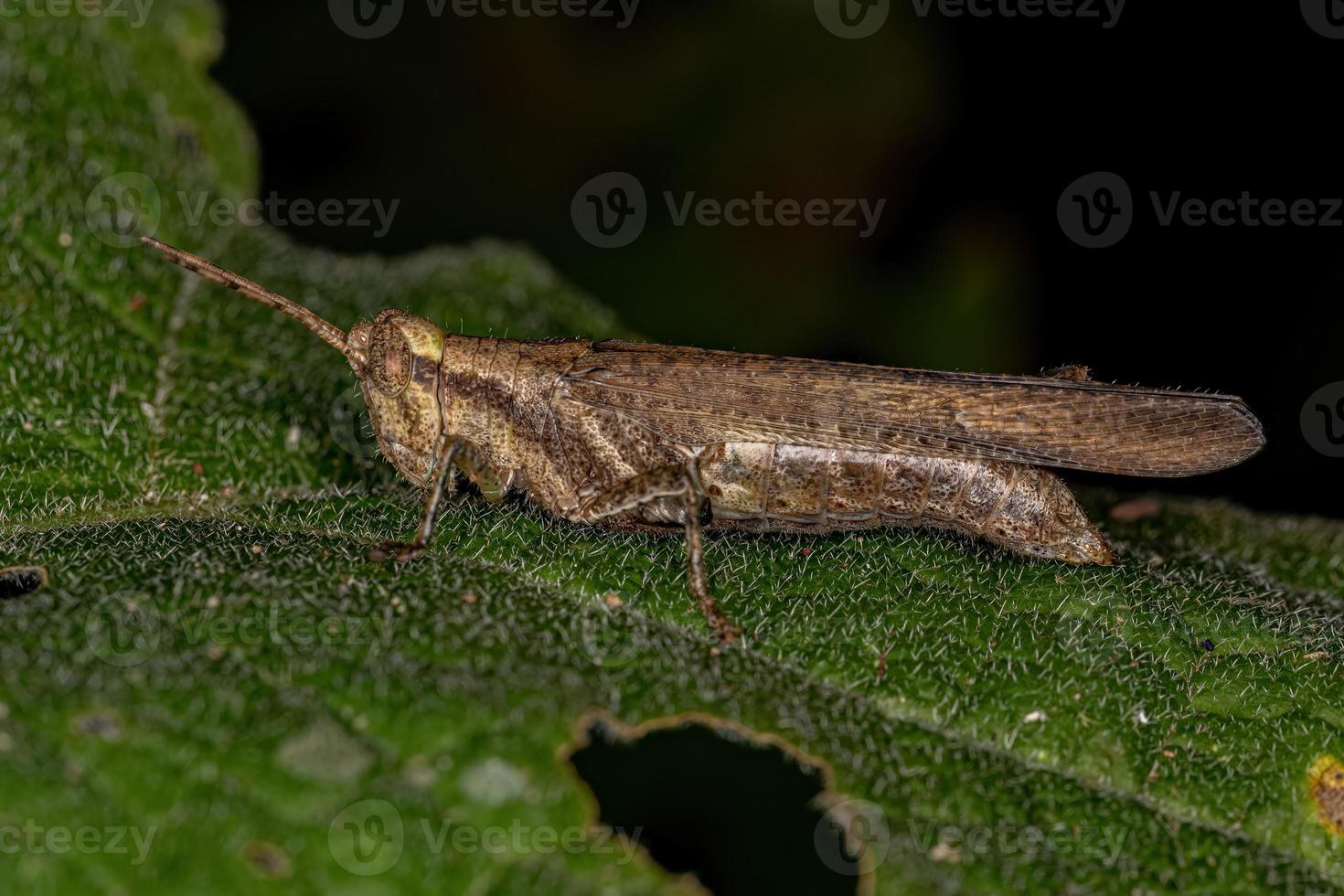 saltamontes adulto de cuernos cortos foto