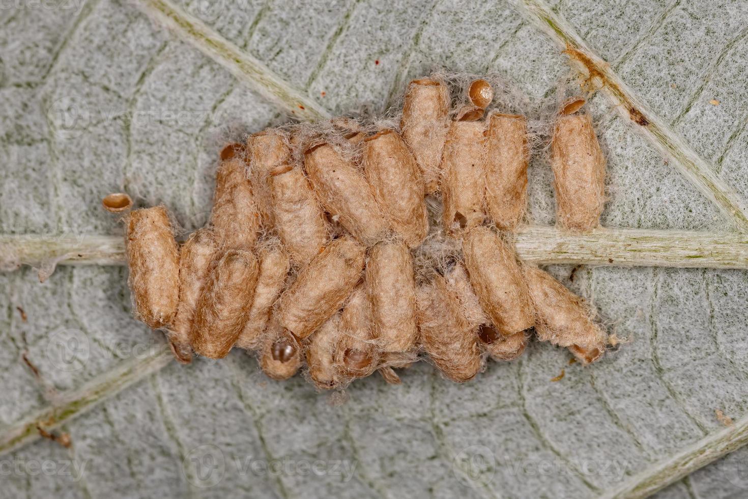 pupas nacidas de una avispa parasitoide foto