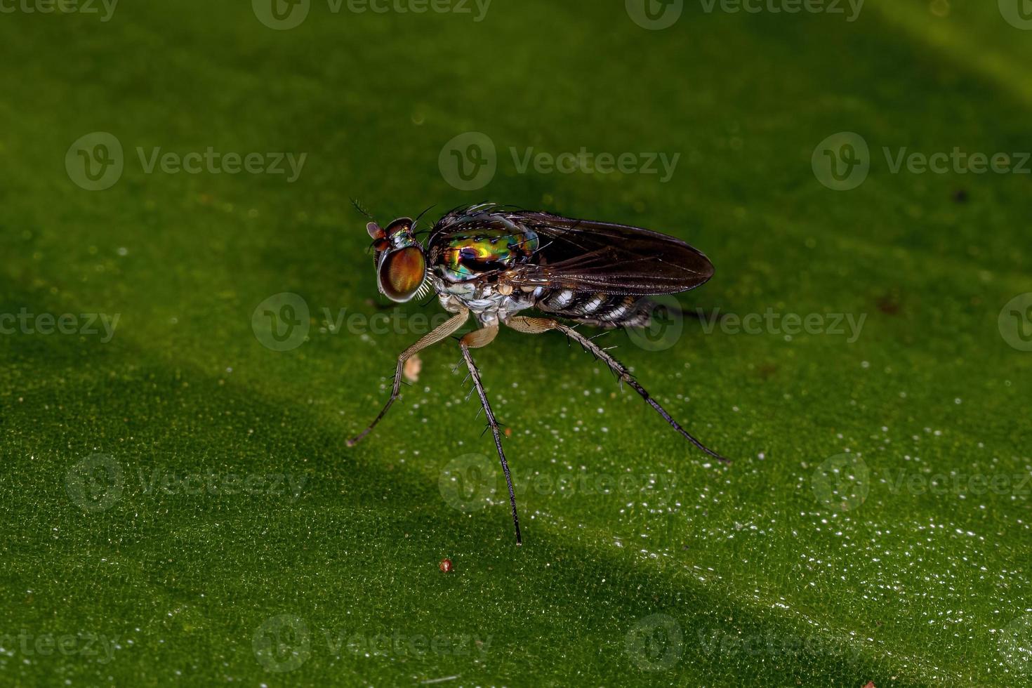 Adult Long-legged Fly photo