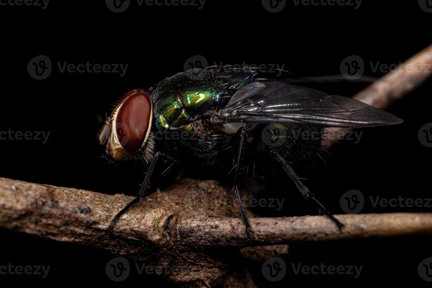 Adult Blow Fly photo