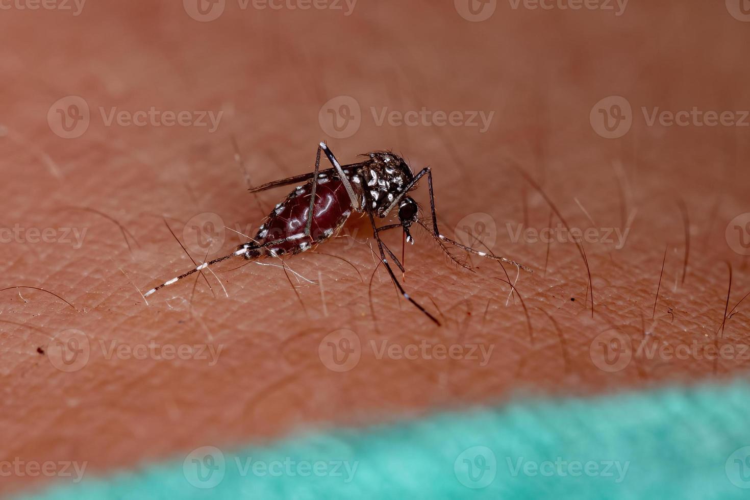 Adult Asian Tiger Mosquito photo