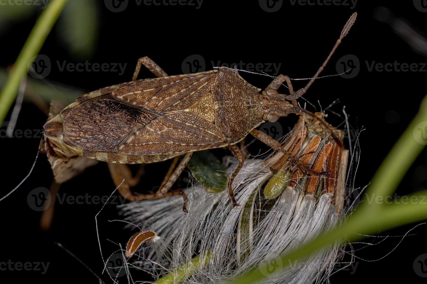 Adult Leaf-footed Bug photo