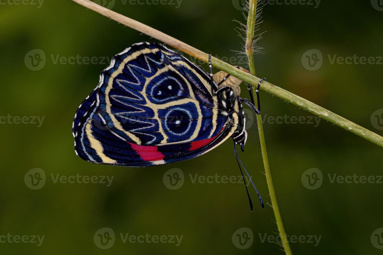 adulto ochenta mariposa foto