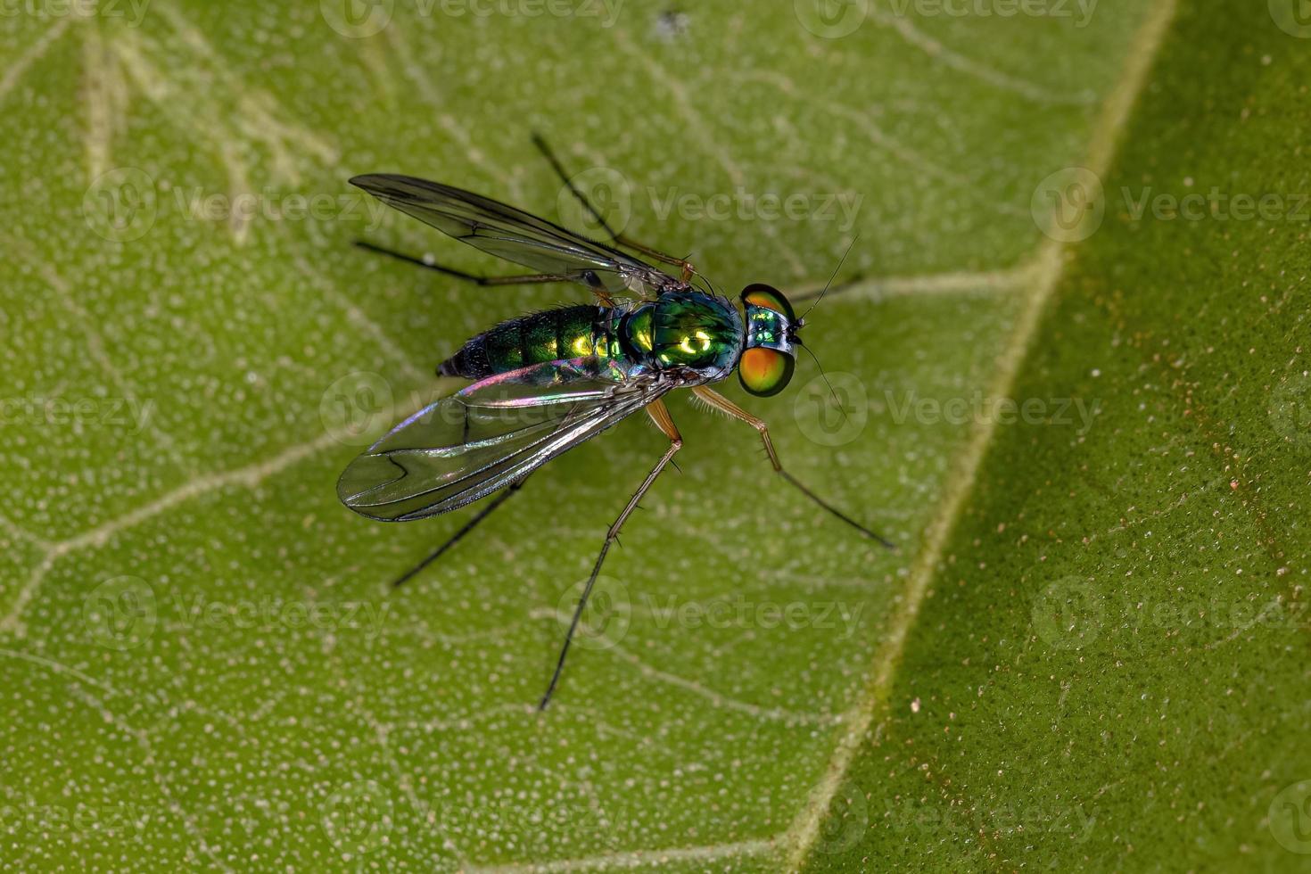 Adult Long-legged Fly photo