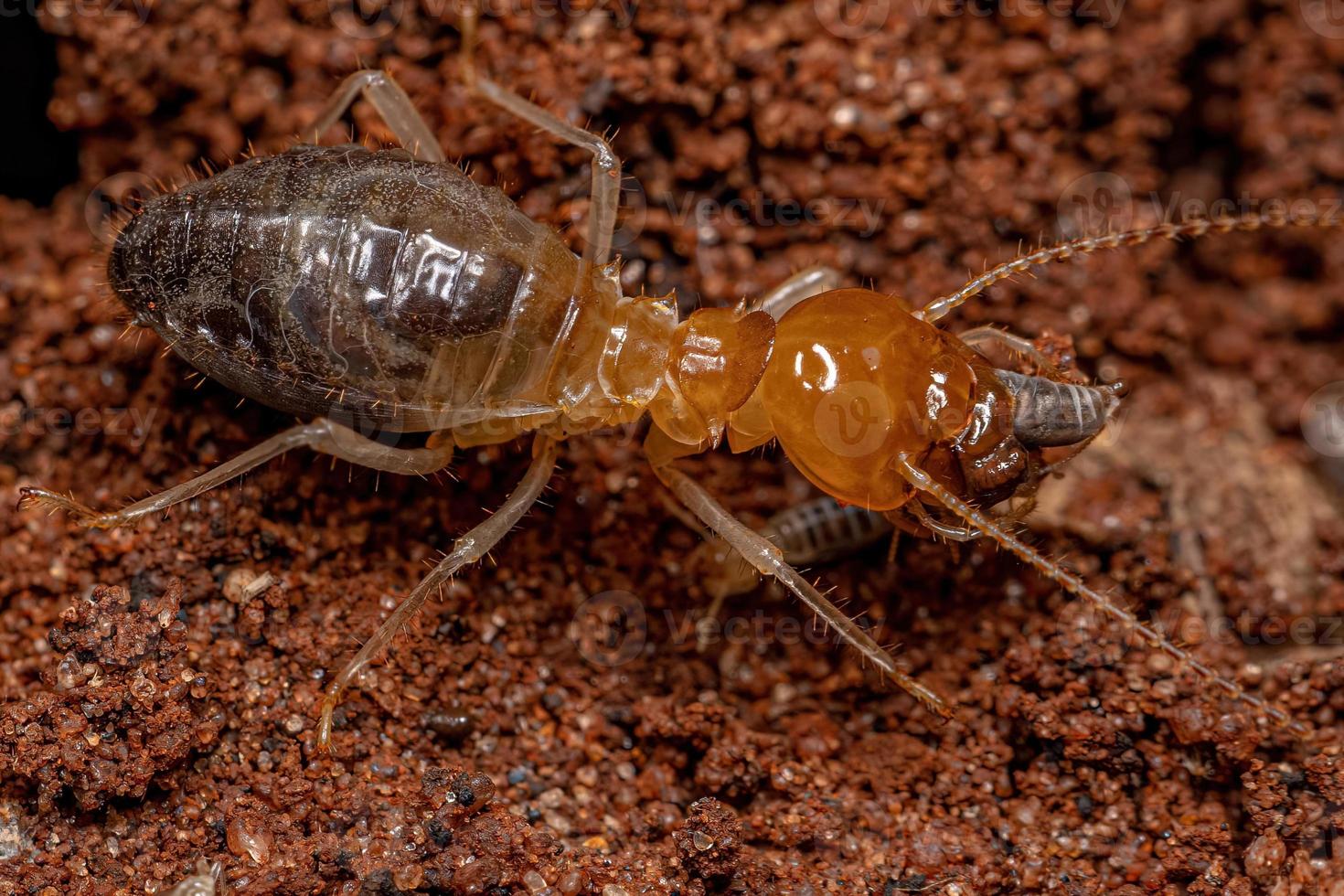 termitas adultas con hocico de mandíbula depredando termitas más pequeñas foto