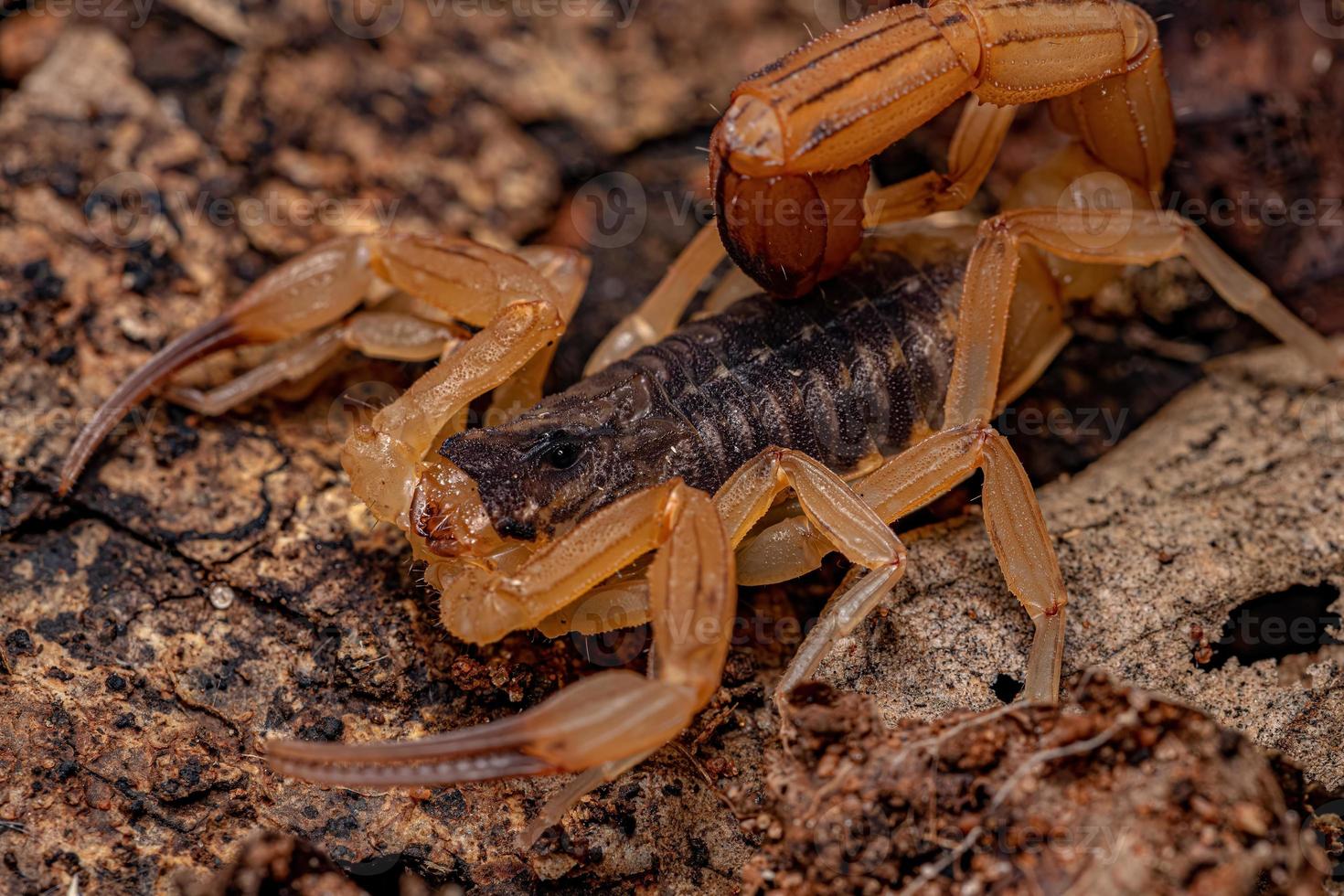 escorpión amarillo brasileño hembra adulta foto