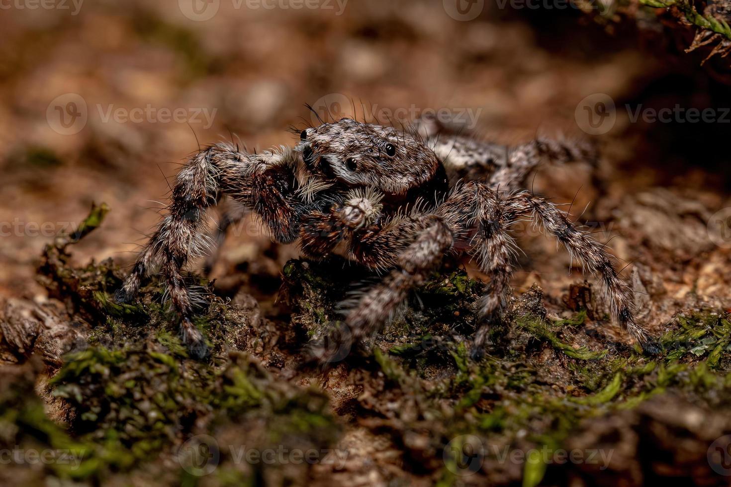 adult male jumping spider photo