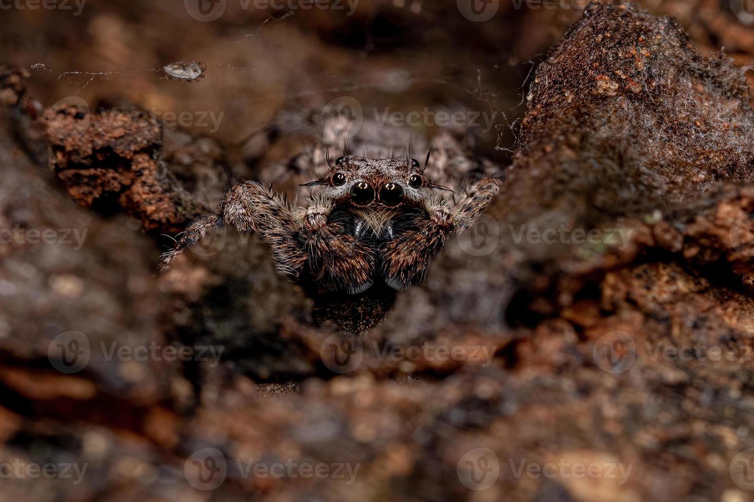 araña saltadora macho adulto foto