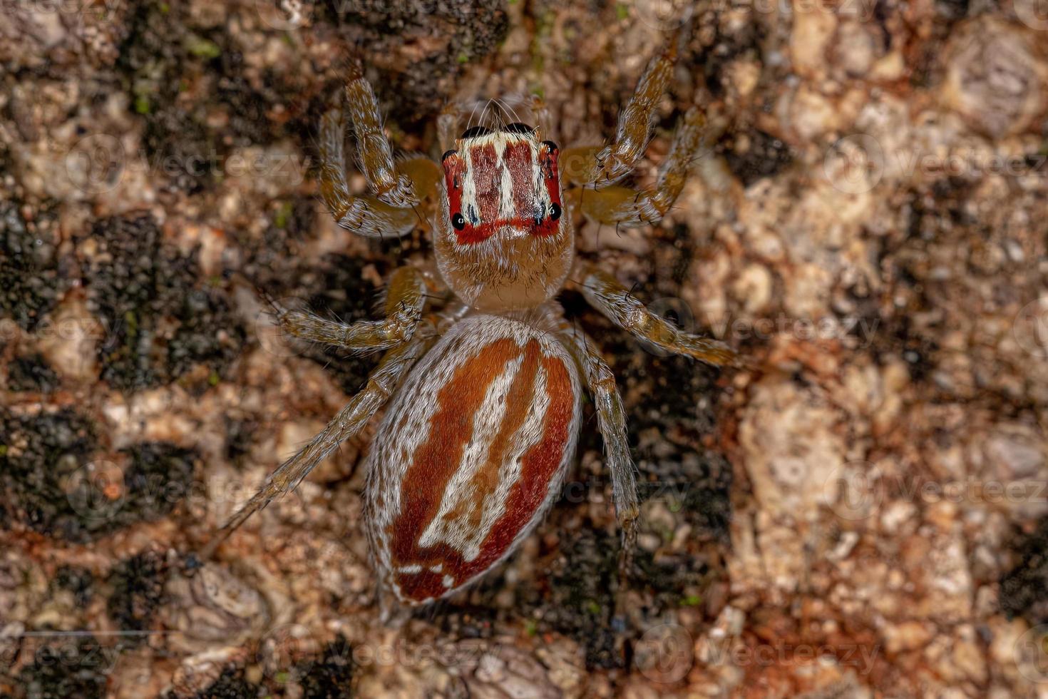 araña saltadora hembra adulta foto