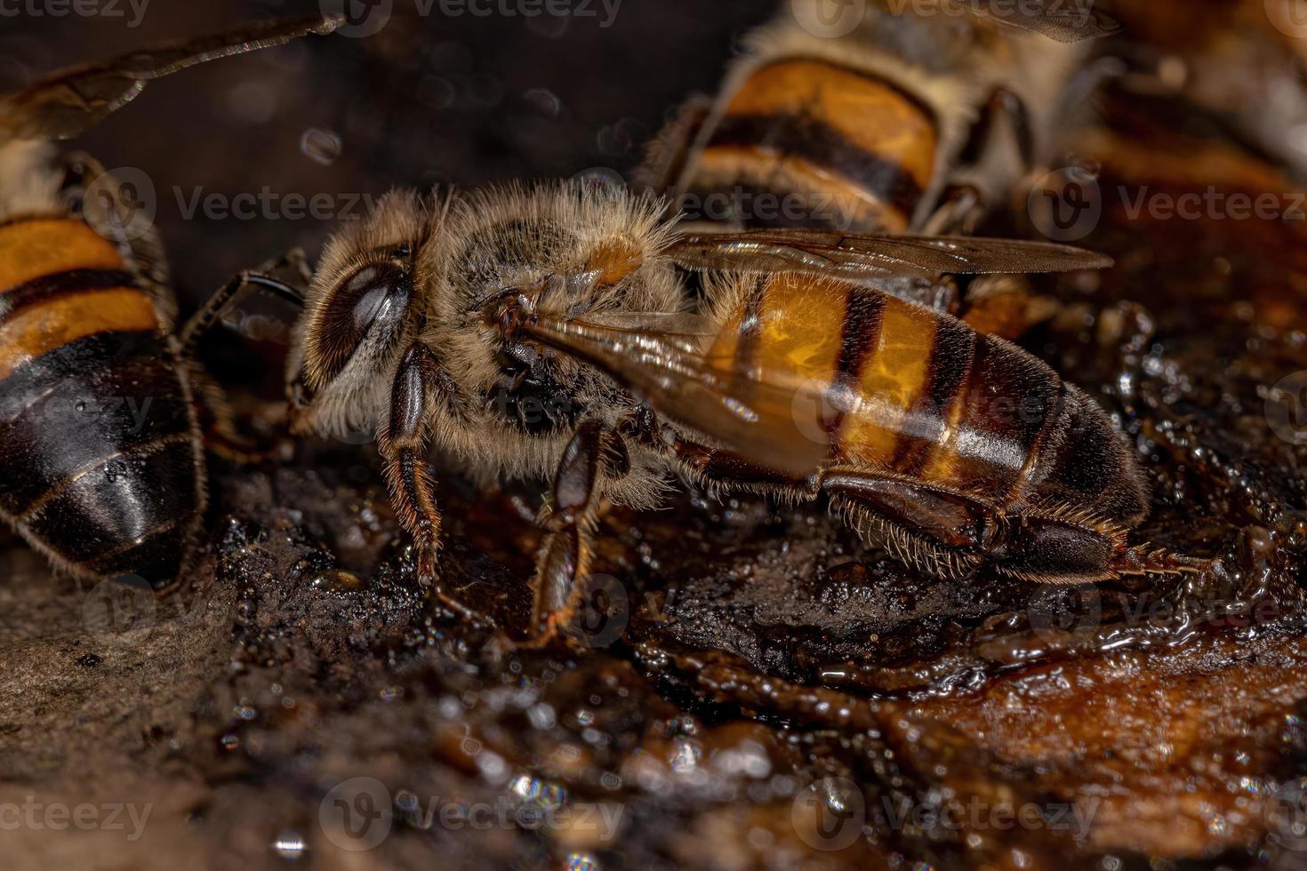 Adult Female Western Honey Bee photo