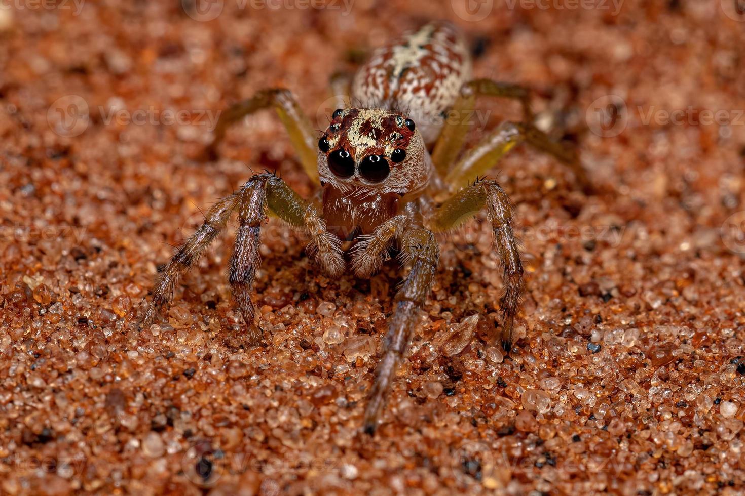 Female Adult Jumping Spider photo