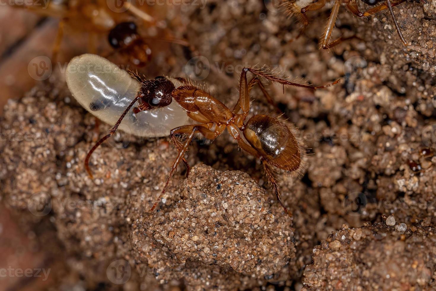 hormiga carpintera hembra adulta foto