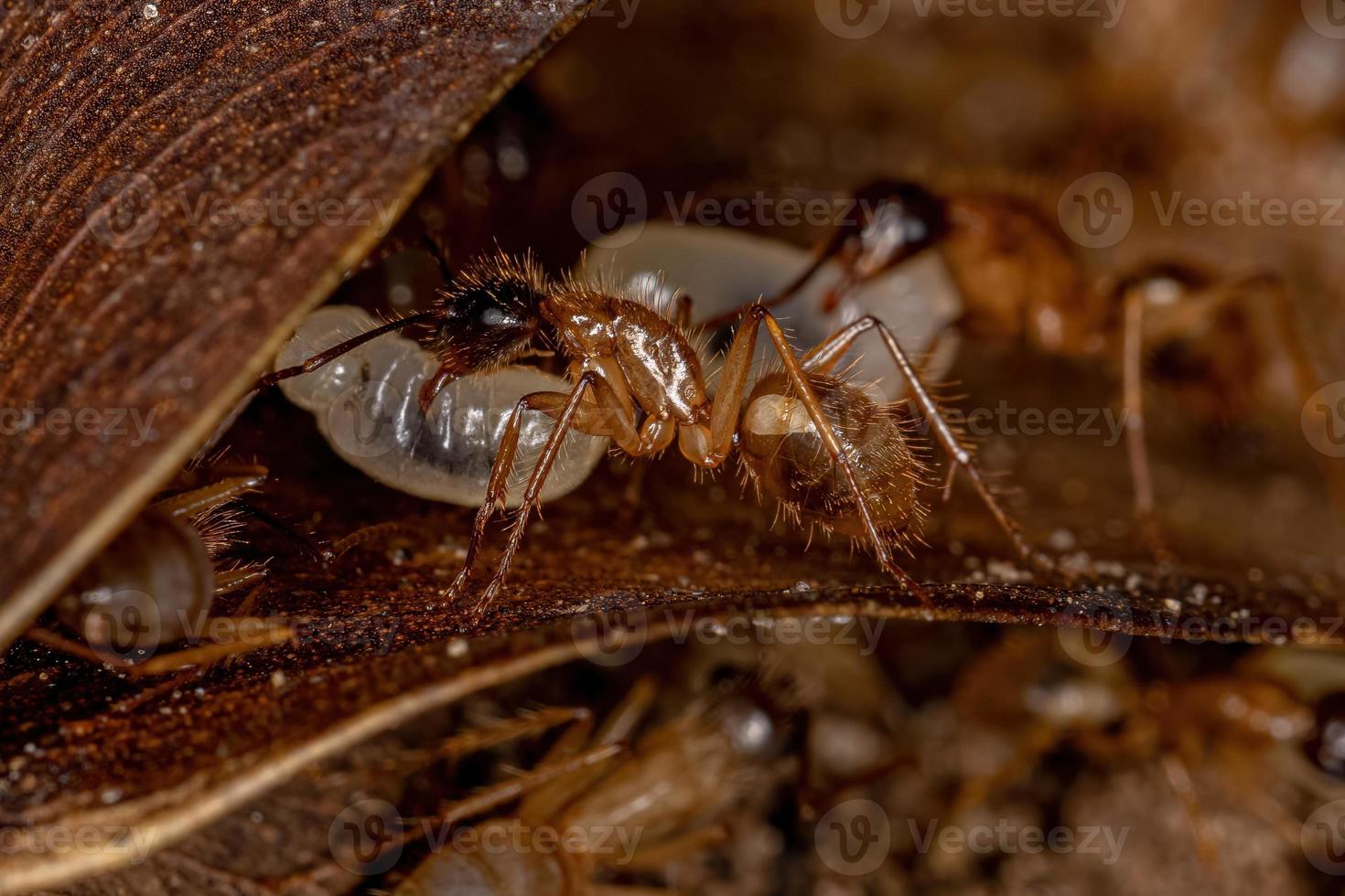 hormiga carpintera hembra adulta foto