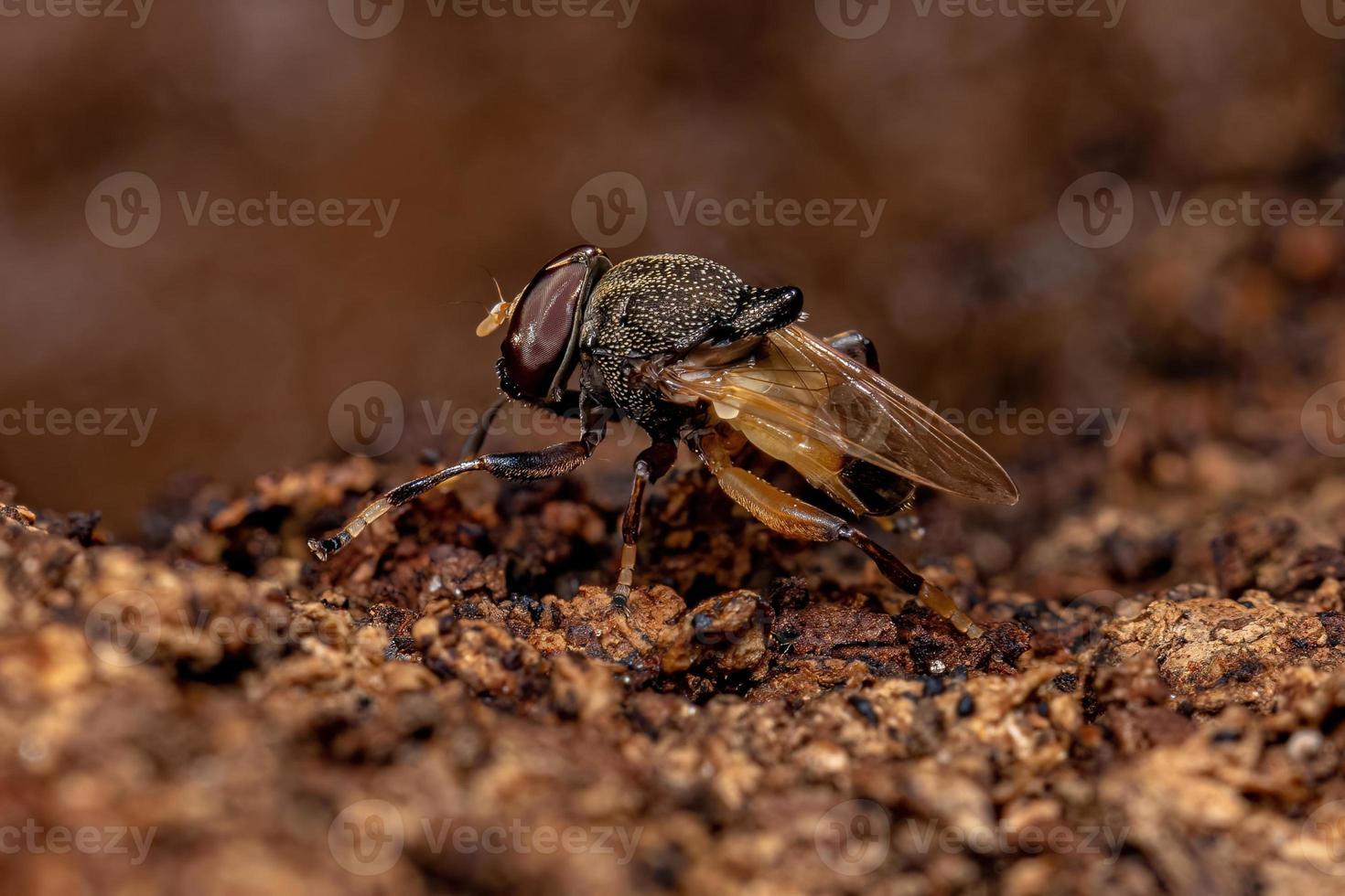 Adult Pegleg Fly photo