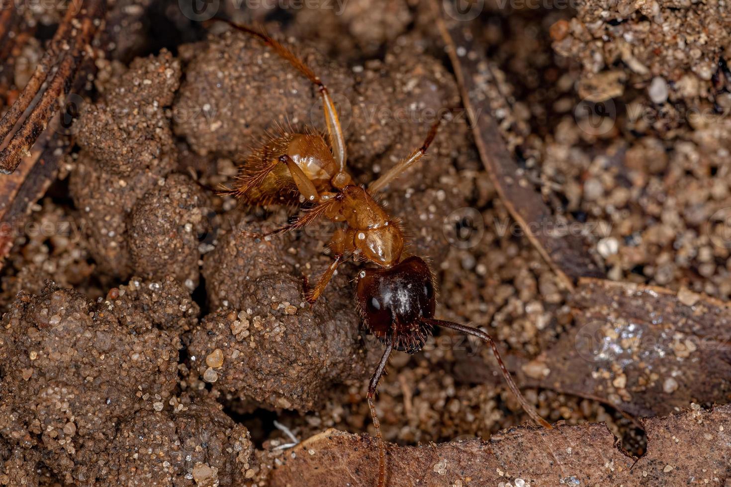 Adult Female Carpenter Ant photo