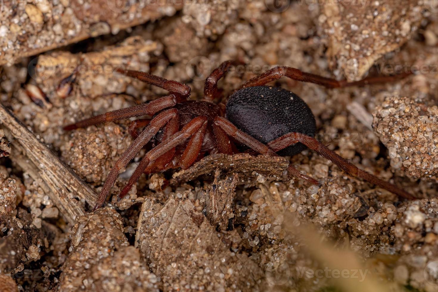 araña de tierra adulta foto