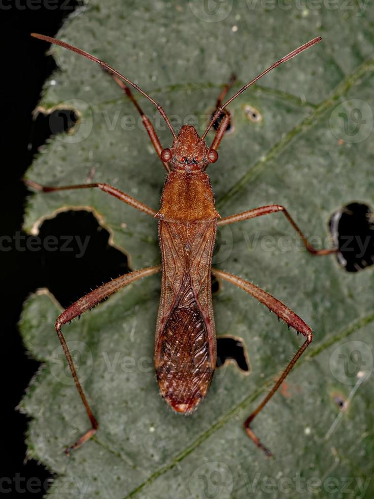 Adult Broad-headed Bug photo