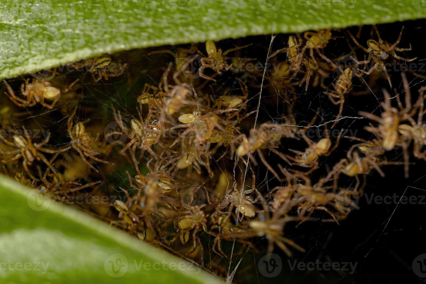 pequeños orbweavers típicos foto