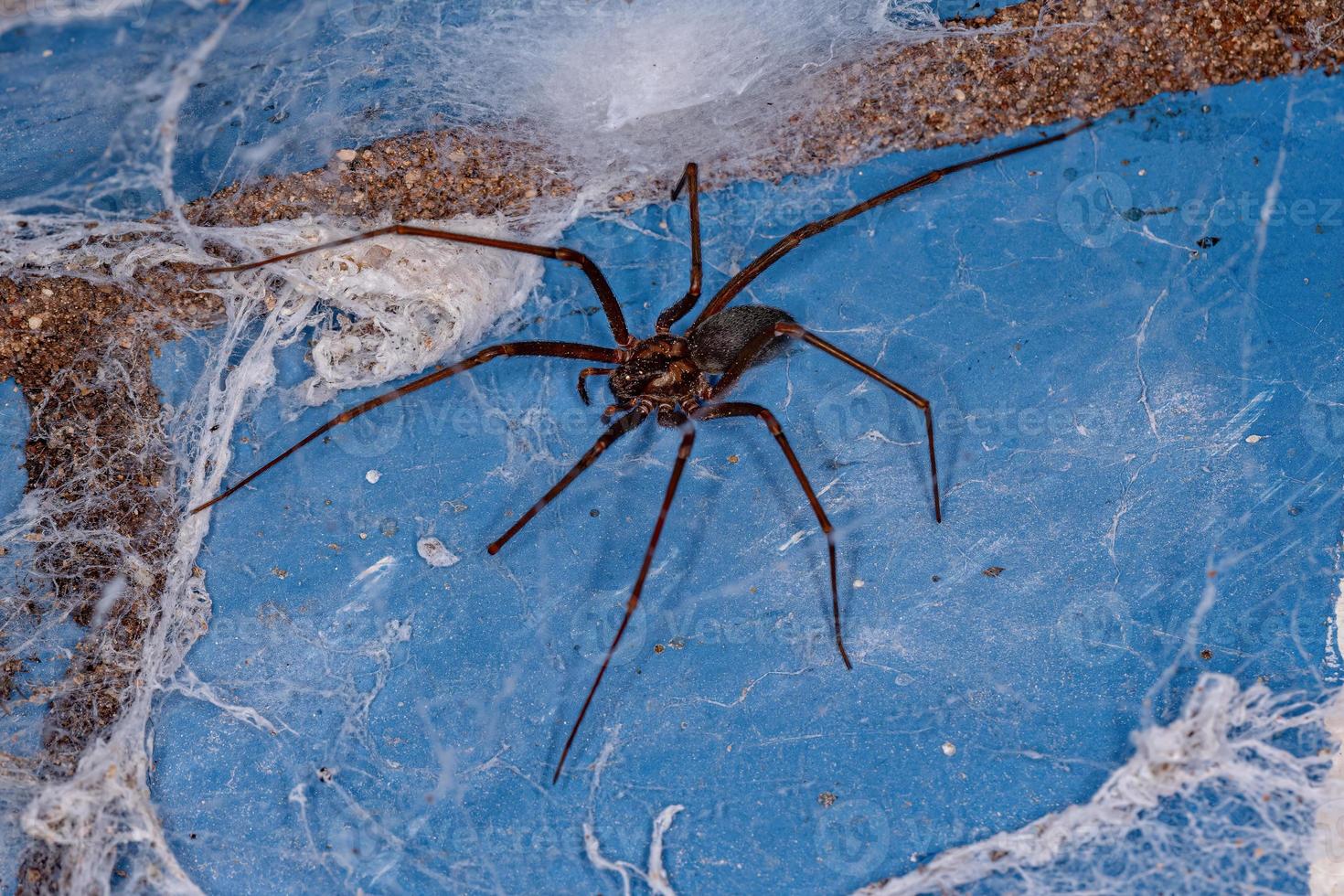Adult Recluse Spider photo