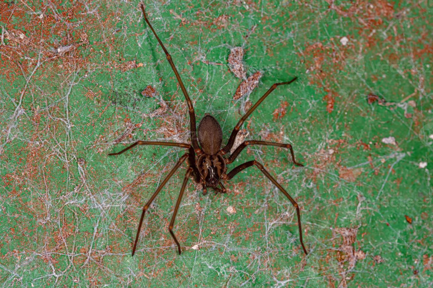 Small Recluse Spider photo