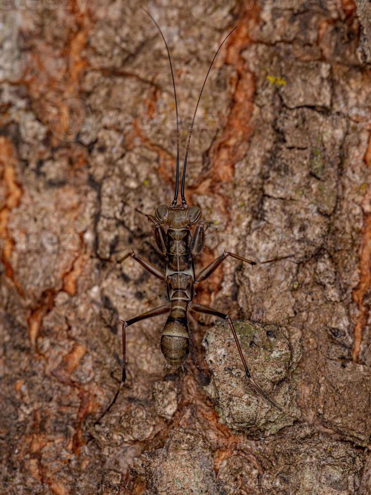 Mantoidid Mantis Nymph photo