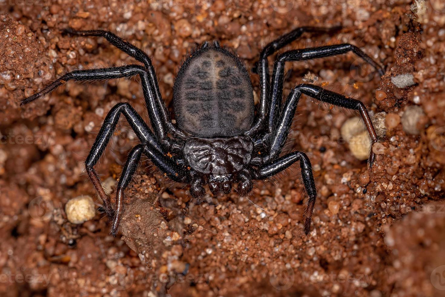 Adult Trochanteriid Spider photo